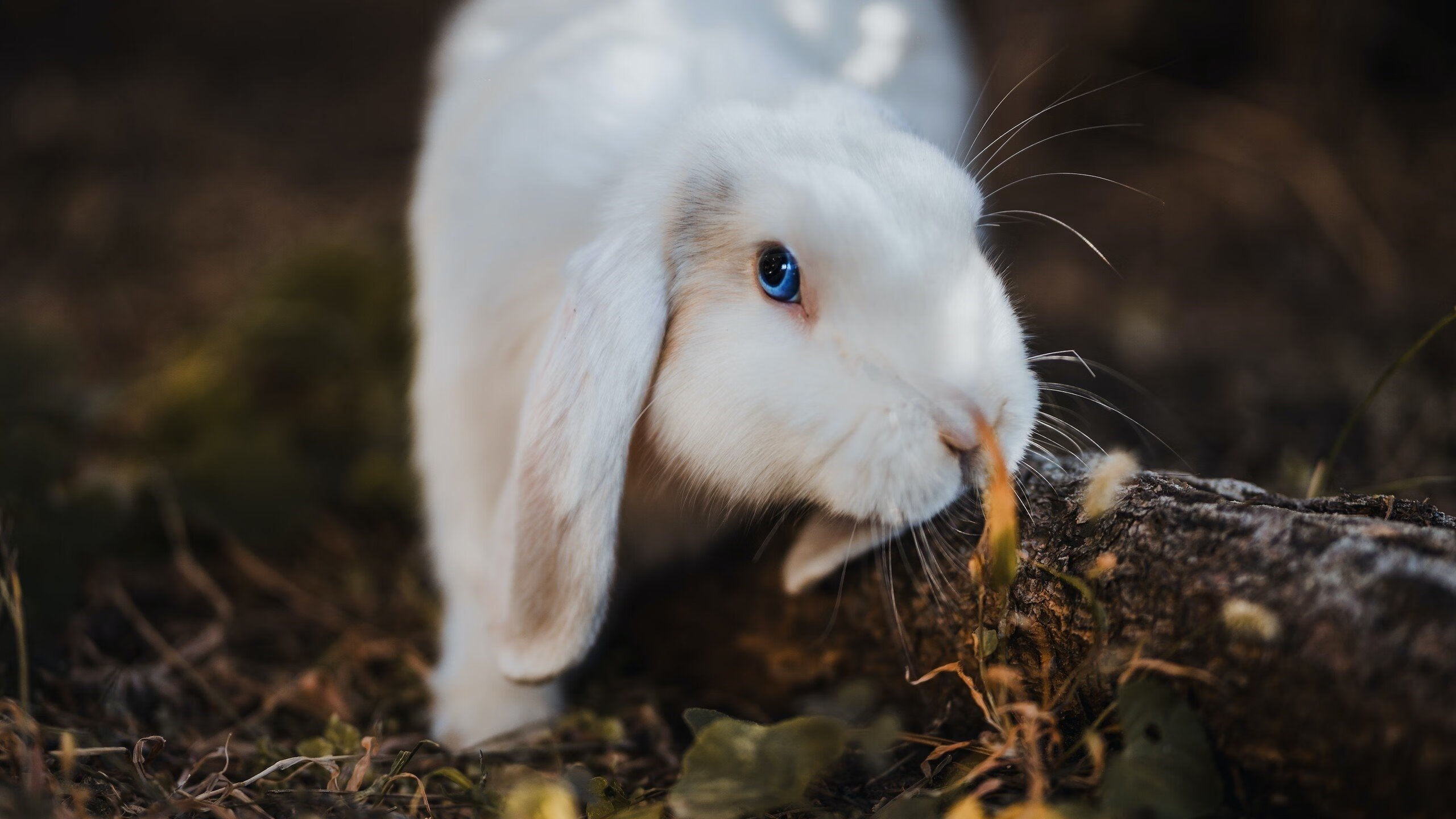 乐鱼体育平台官网-埃及队未来规划：通过跨界合作拓展乒乓影响力，埃及队员