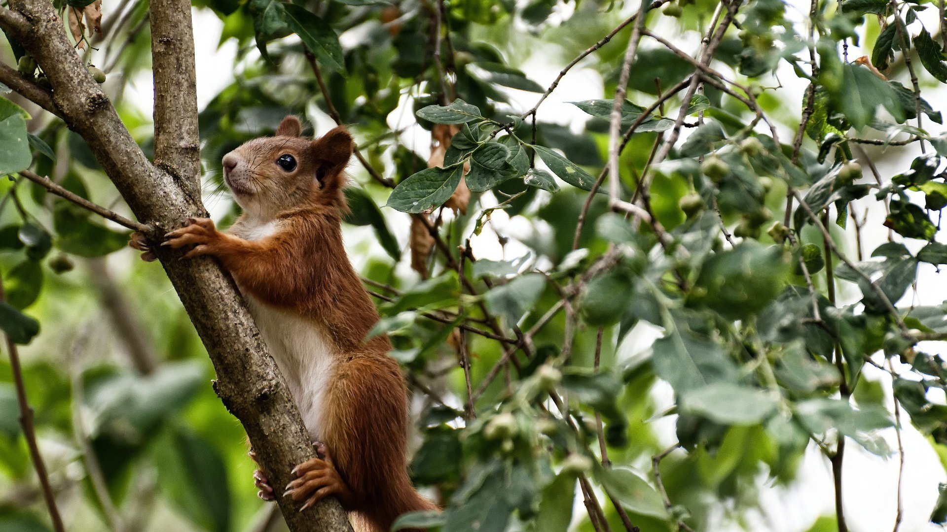 乐鱼体育平台官网-外援政策变动频繁影响俱乐部稳定，球队外援