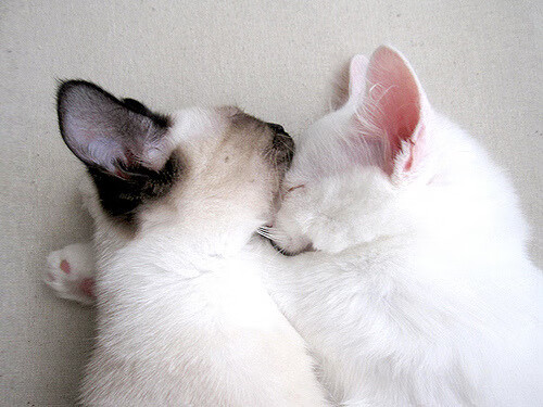 Leyu Sports (乐鱼体育)-日本乒乓队全力备战东京奥运，状态回升，东京奥运会日本乒乓球团体赛