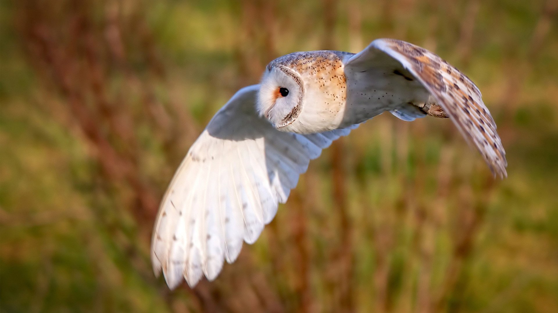 乐鱼电竞· (中国)官方网站-蝶泳200米分段数据揭示“后程发力”趋势