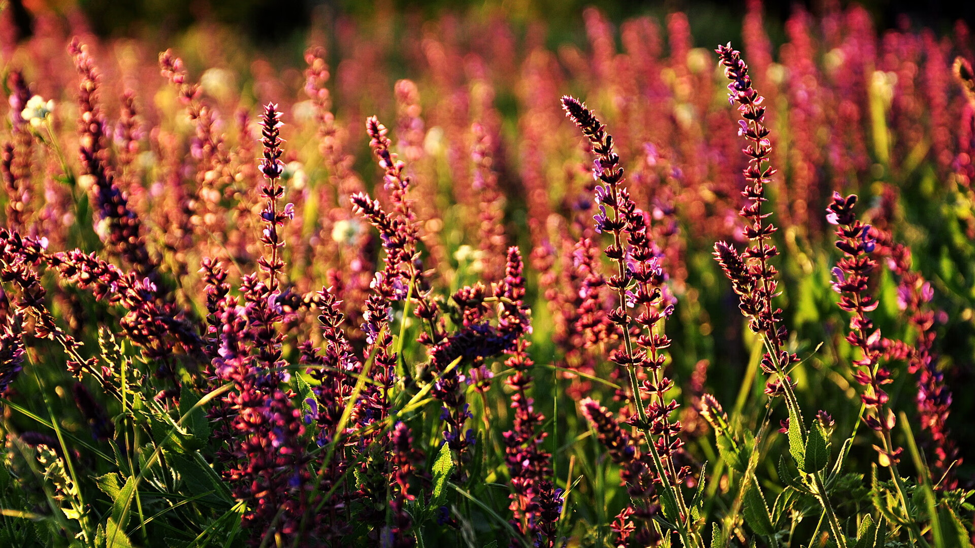 乐鱼体育APP官方下载-乔纳·隆戈：1995年世界杯上的英雄，打破全黑队进攻纪录