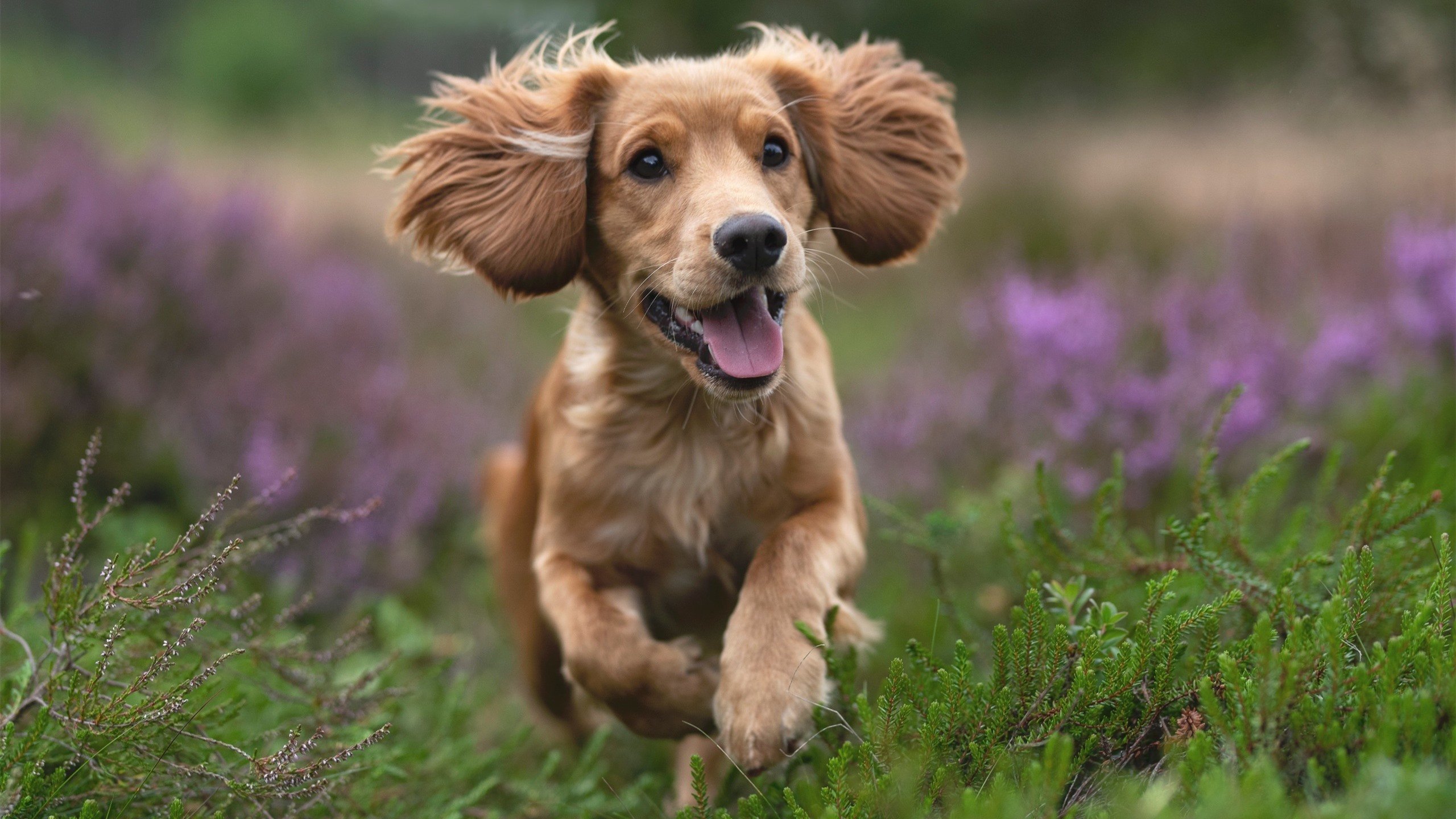 乐鱼官网-克莱尔·柯尔赞赛后谈备战心得，克莱尔克