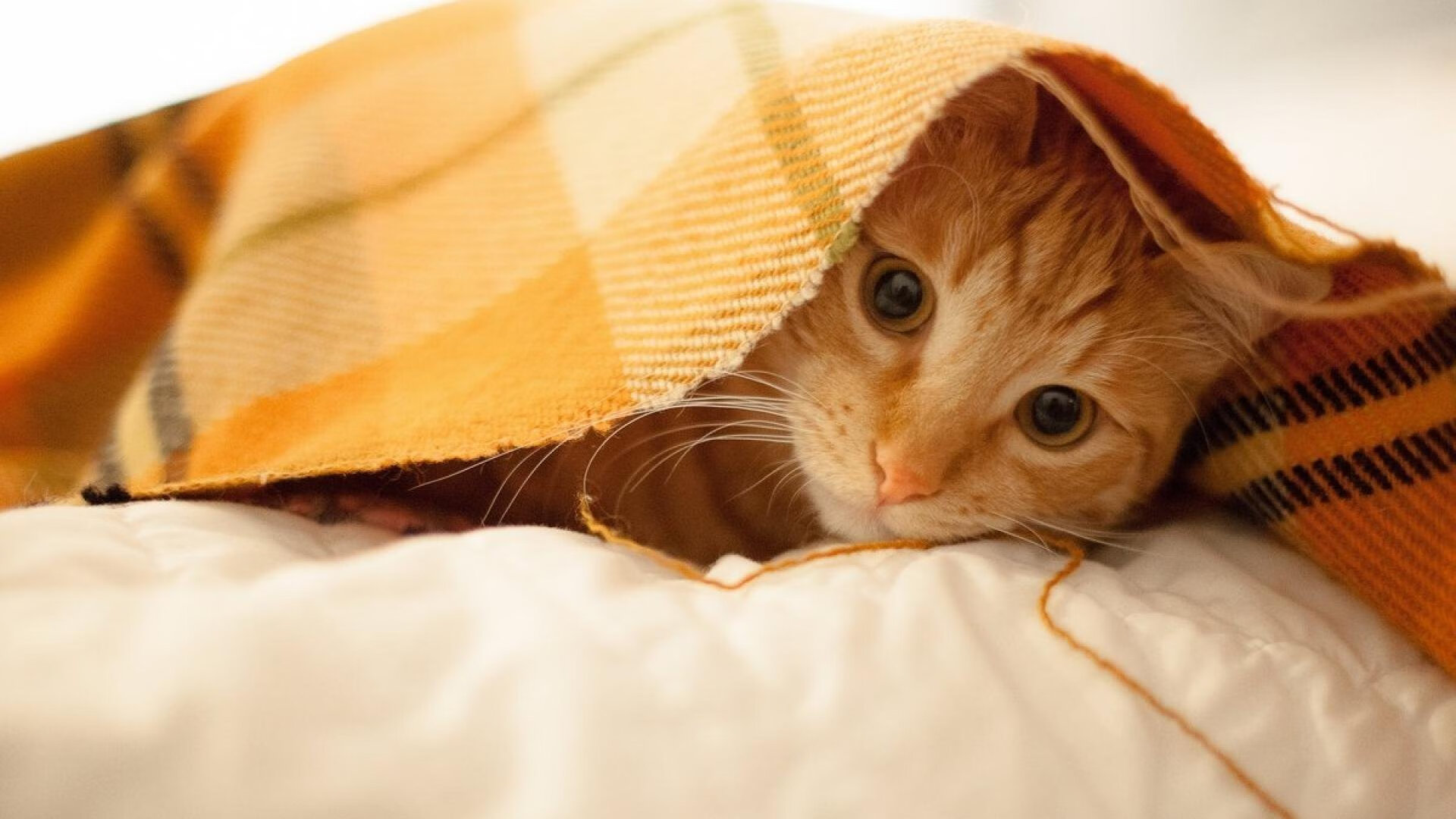 乐鱼官网-朱婷参加公益活动传递女排精神,朱婷女排精神 新闻