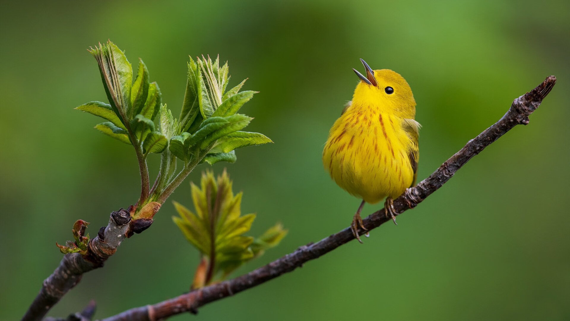 乐鱼(中国)体育官方网站-法国年轻天才崭露锋芒,被视作未来核心
