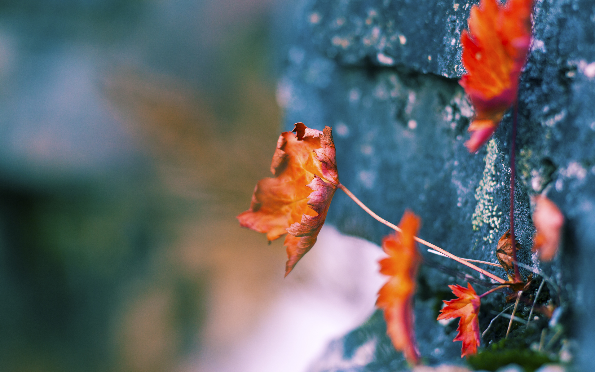 乐鱼体育APP官方下载-法甲新秀崭露头角:未来巨星再度崛起!,法甲现役十大球星