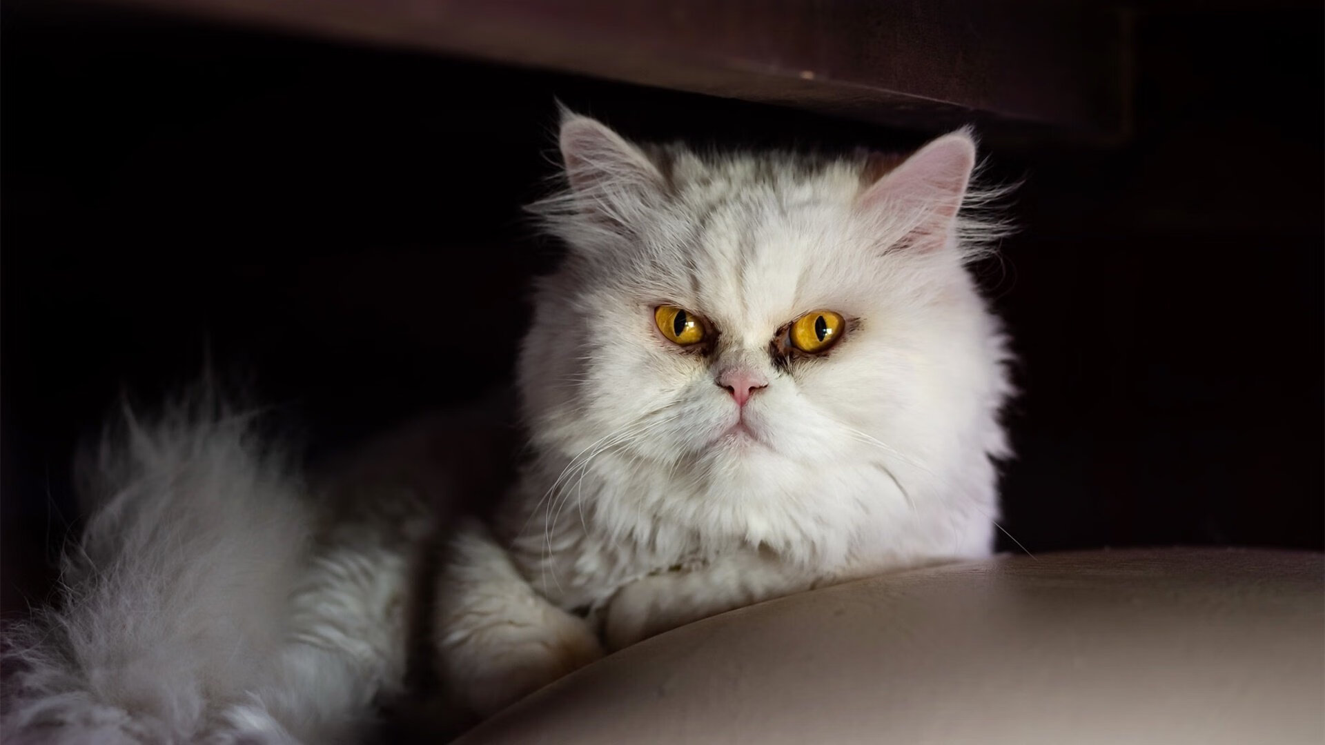 下载乐鱼体育APP-球队客场作战稳定发挥成功拿下一场关键胜利提升士气，球队主客场