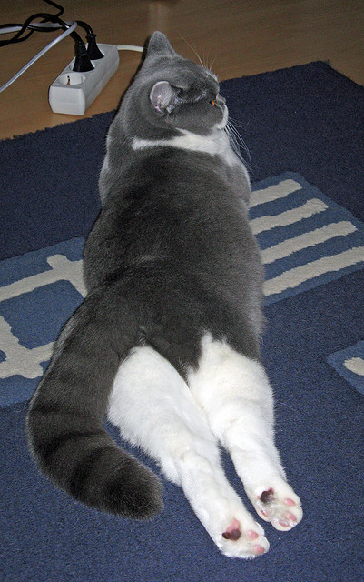 leyu乐鱼体育综合-美洲杯激情燃烧：明星拼搏，惊喜不断！，美洲杯精彩