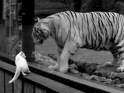 APP下载 LY Sports-预备队比赛升级，培养未来核心力量，预备队的作用