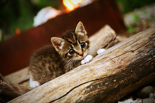 乐鱼（LEYU）体育-黄蜂在主场提升反击效率球迷反应热烈，黄蜂的足球